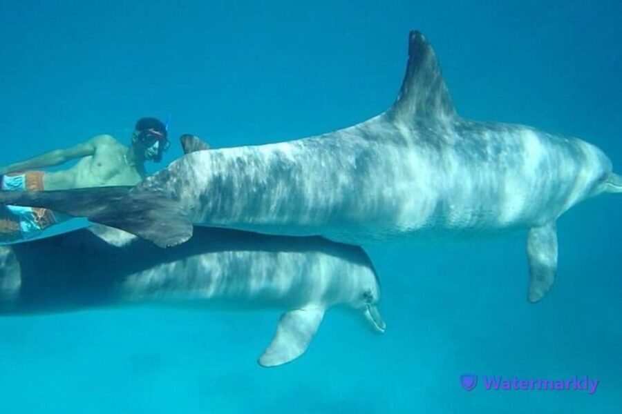 Dolphin house snorkeling trip - Who Will Love This Tour?