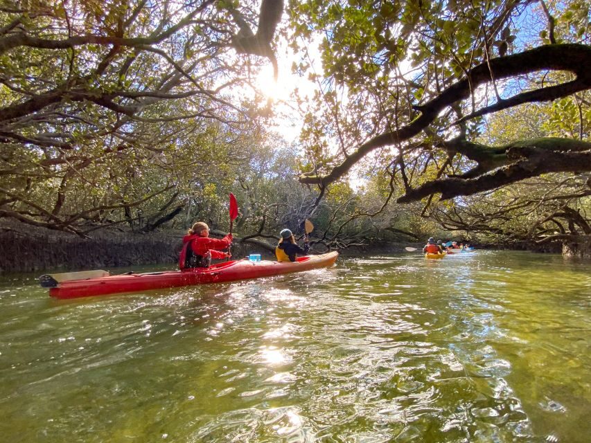 Dolphin Sanctuary and Ships Graveyard Kayak Tour - Paddling Pace and Comfort