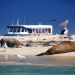 Dolphin, Sea Lion and Penguin Island Cruise - Value and Practical Considerations