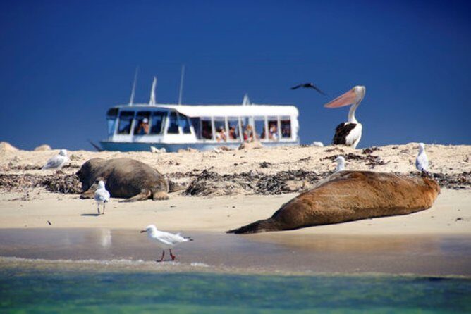 Dolphin, Sea Lion and Penguin Island Cruise - Value and Practical Considerations