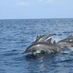 Dolphin, Snorkeling,Turtles and SunSet Cruise with Lunch - Who Will Love This Tour?
