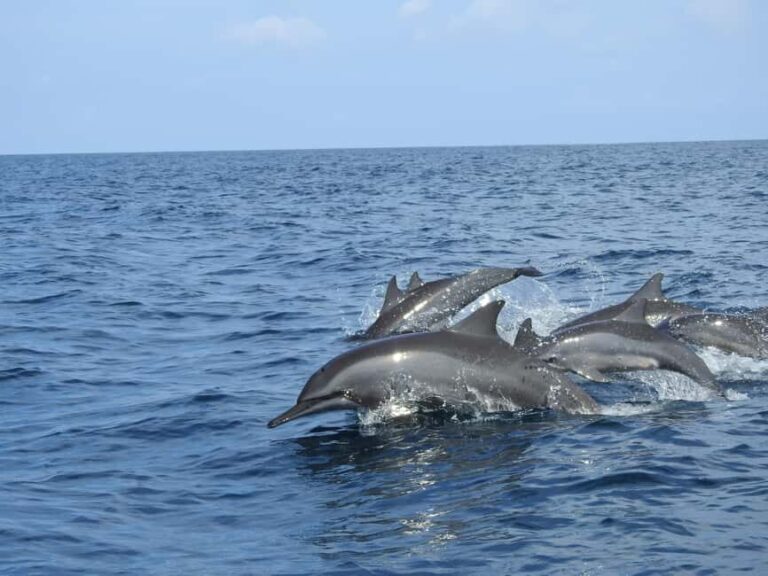 Dolphin, Snorkeling,Turtles and SunSet Cruise with Lunch - Who Will Love This Tour?