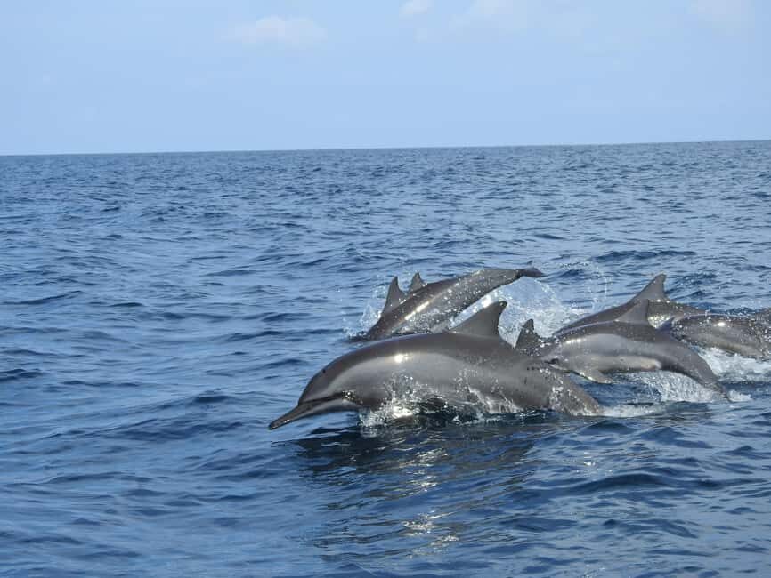 Dolphin, Snorkeling,Turtles and SunSet Cruise with Lunch - Who Will Love This Tour?