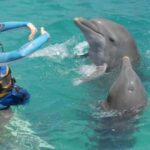 Dolphin Swimming for Nature Lovers on West Coast - The Details of the Experience
