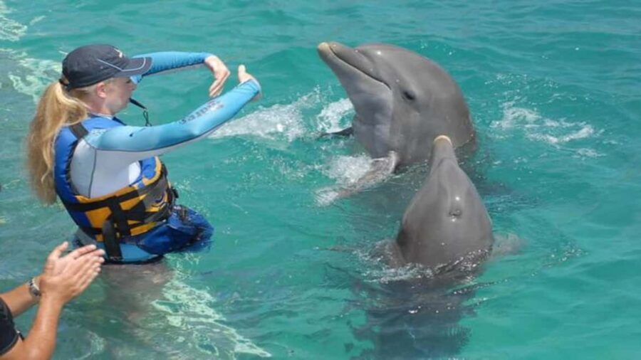 Dolphin Swimming for Nature Lovers on West Coast - The Details of the Experience