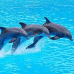 Dolphin Tour at Mnemba, Lagoon Aquarium & Kiwengwa Beach. - Relaxing at Kiwengwa Beach