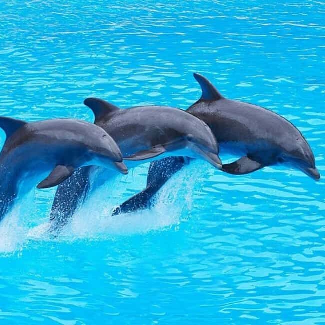 Dolphin Tour at Mnemba, Lagoon Aquarium & Kiwengwa Beach. - Relaxing at Kiwengwa Beach