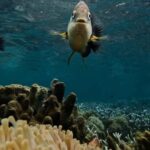 Dolphin tour + snorkeling at Pungume island and sandbak BBQ - What’s Included and Why It Matters