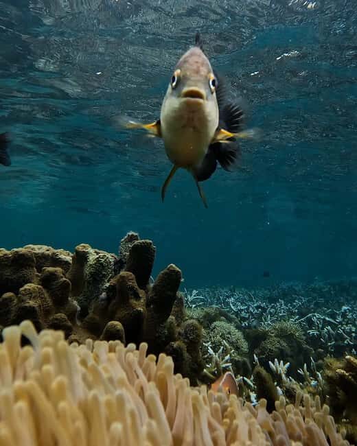 Dolphin tour + snorkeling at Pungume island and sandbak BBQ - What’s Included and Why It Matters