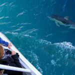 Dolphin & Whale Cruise - What We Loved About the Experience