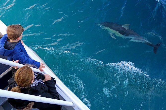 Dolphin & Whale Cruise - What We Loved About the Experience