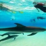 Dolphins & Snorkeling Zanzibar: Mnemba Island Tour - Authentic Insights from Reviews