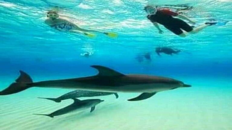 Dolphins & Snorkeling Zanzibar: Mnemba Island Tour - Authentic Insights from Reviews