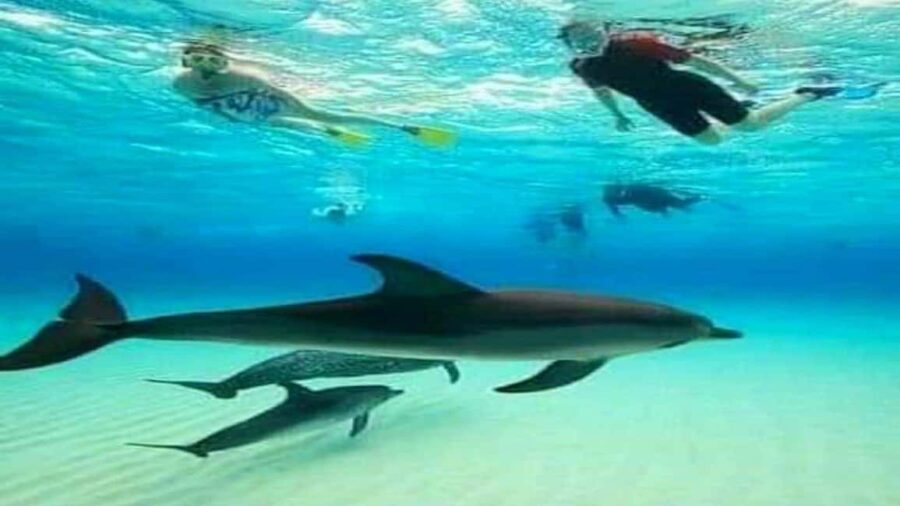 Dolphins & Snorkeling Zanzibar: Mnemba Island Tour - Authentic Insights from Reviews