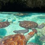 Dolphins tour and turtles swimming in kizimkazi - Snorkeling and Marine Life
