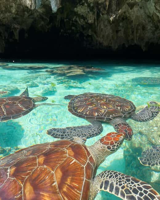 Dolphins tour and turtles swimming in kizimkazi - Snorkeling and Marine Life