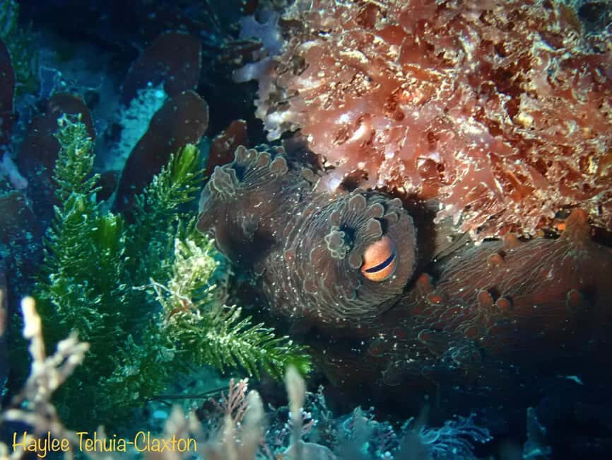 Double Boat Dive with Equipment - What You Need To Know: Practical Details