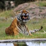 Drakenstein Lion Park Entry Ticket - FAQ