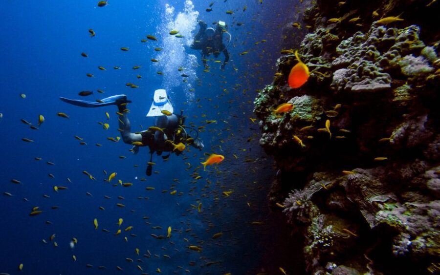 DSD Discover Scuba Diving for a beginner or Certified - What Makes This Shore Diving Experience Stand Out?