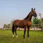 Dubai: Al Marmoom Oasis Horse Riding Experience with Snack - Who Will Love This Experience?