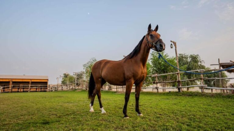 Dubai: Al Marmoom Oasis Horse Riding Experience with Snack - Who Will Love This Experience?