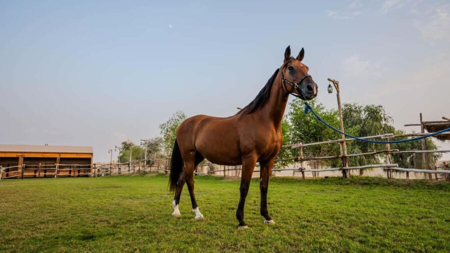 Dubai: Al Marmoom Oasis Horse Riding Experience with Snack - Who Will Love This Experience?