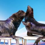 Dubai: Dubai Dolphinarium Dolphin, Seal & Bird Show Tickets - Practical Details and Tips