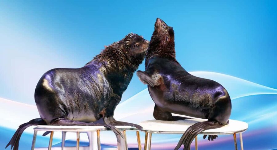 Dubai: Dubai Dolphinarium Dolphin, Seal & Bird Show Tickets - Practical Details and Tips