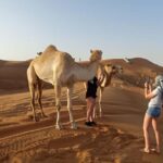 Dubai: Evening Red Dunes Desert Safari with Buffet Dinner - Why This Tour Offers Strong Value
