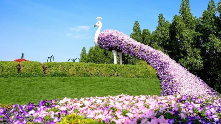 Dubai: Private Dubai Flora and Fauna Trip - What Makes This Tour Stand Out?
