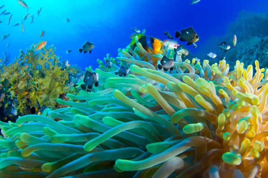 Dubai to Fujairah: First Scuba Diving + Transfer & BBQ - Who Will Love This Tour?