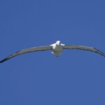 Dunedin: City Highlights and Otago Peninsula Scenery - Practical Tips