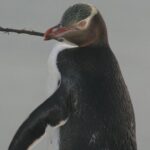 Dunedin City Highlights, Otago Peninsula Scenery & a Guided Penguin Reserve Tour - The Sum Up