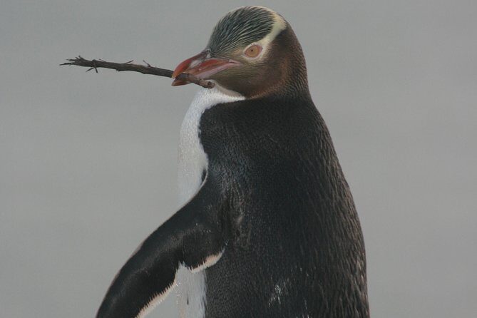 Dunedin City Highlights, Otago Peninsula Scenery & a Guided Penguin Reserve Tour - The Sum Up