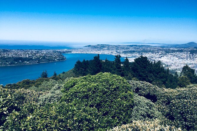 Dunedin City Highlights, Otago Peninsula Scenery & Albatross Guided Tour - Who Will Love This Tour?