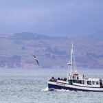 Dunedin City to Sea Wildlife Cruise + Peninsula Bus Tour - What’s Included and What to Bring