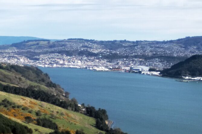 Dunedin City, Wildlife and Larnach Castle - What Makes This Tour Stand Out?