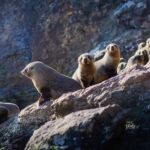 Dunedin: Monarch - One Hour Wildlife Cruise - The Itinerary and What to Expect