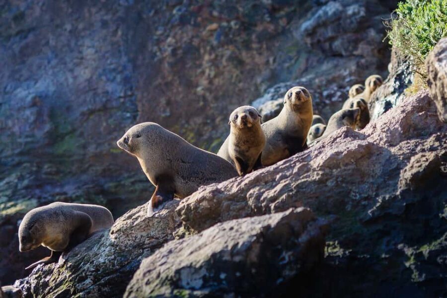 Dunedin: Monarch - One Hour Wildlife Cruise - The Itinerary and What to Expect