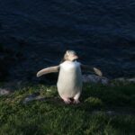 Dunedin: Otago Peninsula with Guided Penguin Tour - Key Points