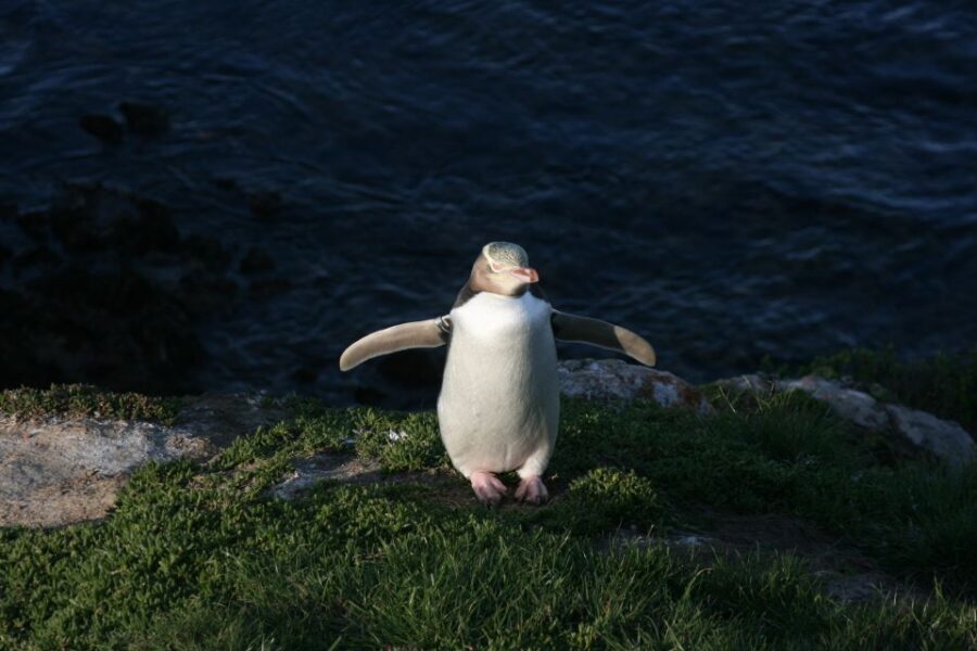 Dunedin: Otago Peninsula with Guided Penguin Tour - Key Points