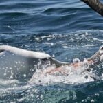 Dunedin Wildlife Cruise-Albatross, seals and harbour - Why This Tour Might Be Perfect for You