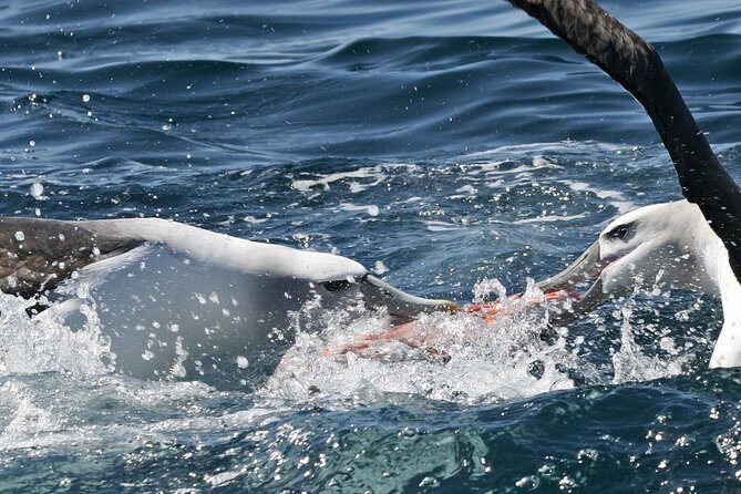 Dunedin Wildlife Cruise-Albatross, seals and harbour - Why This Tour Might Be Perfect for You