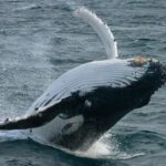 Dunsborough: Whale Watching Tour - An Overview of the Whale Watching Experience