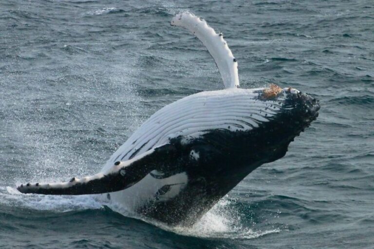 Dunsborough: Whale Watching Tour - An Overview of the Whale Watching Experience