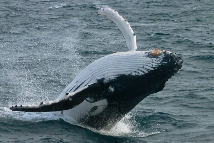 Dunsborough: Whale Watching Tour - An Overview of the Whale Watching Experience