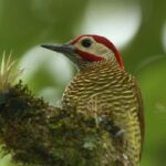 Durban: Birdwatching Tour - What To Expect