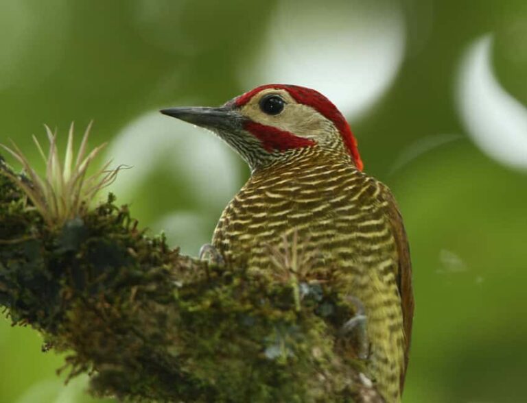 Durban: Birdwatching Tour - What To Expect