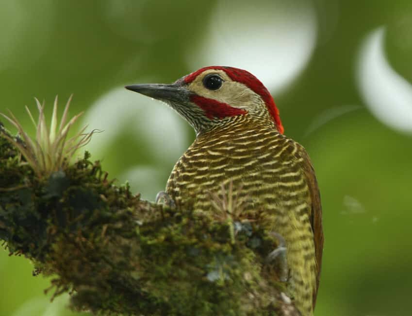 Durban: Birdwatching Tour - What To Expect