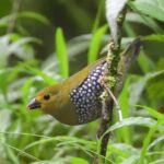 Durban: Dlinza Forest Birdwatching Tour - Exploring the Dlinza Forest: What to Expect